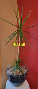 Happy Healthy Live Plant Dracaena Marginata
