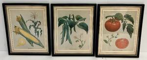 lot 232 image: Three Framed Behind Glass Botanical Prints 15 x 12