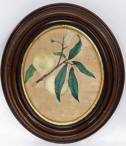 lot 21 image: Two Vintage Hand-Colored Framed Fruit Illustrations