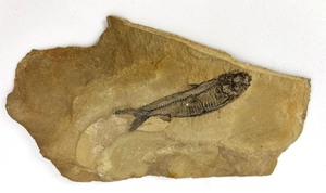 lot 161 image: Two Fossils Very Clear Fossilized Fish in SlateVague Oval Impression