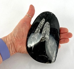 lot 162 image: Orthoceras Fossils in Polished Black Stone