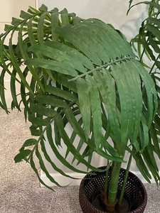 Faux Fern Plant