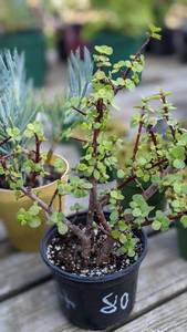 Lot of 1 1 quart Elephant Bush succulent