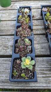 Tray of 12 plus assorted succulents