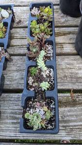 Tray of 12 plus assorted succulents