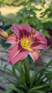 Lot of 1 1.5 gallon Bella Lugosi Purple Daylily
