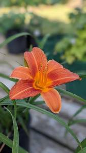 Lot of 1 1.5 gallon Peach Daylily