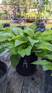 Lot of 1 2 gallon seedling from Hosta Montana