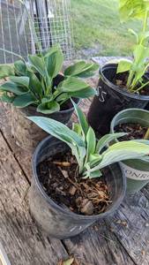 Lot of 1 2 gallon Hosta Krossa Regal