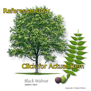 Lot of 1 1.5 foot Black Walnut
