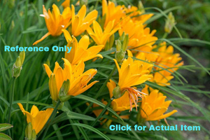 Lot of 1 1.5 gallon Gold Daylily