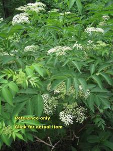Lot of 1 3.5 foot Black Elderberry