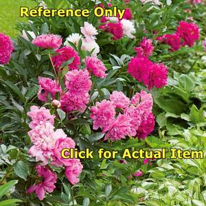 Lot of 1 Assorted Color Peony (2 gallon pot size)