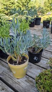 Lot of 1 1 quart Blue Chalksticks succulent