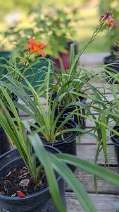 Lot of 1 1.5 gallon Bella Lugosi Purple Daylily