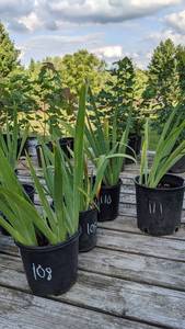 Lot of 1 2 gallon White Reblooming Bearded Iris