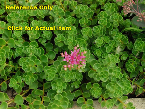 Lot of 1 1 quart Sedum