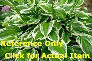 Lot of 1 2 gallon Hosta Francee