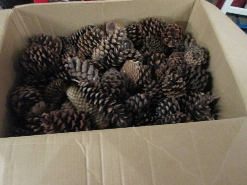 box of pinecones ...