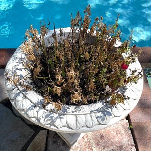 lot 425 image: Delightful Cement Planter with the Glorious Blooming Flowers Included