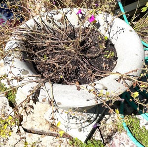 lot 432 image: Pretty Cement Planter