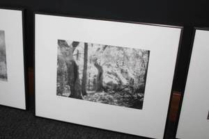 lot 654 image: Twin Trees by Heidi Johnson Signed Wall Art , FramedSingle Matte