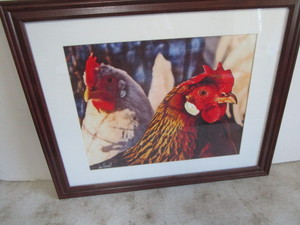 Framed poultry print, 20x16...
