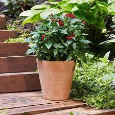 2 Planters-Southern Patio Vaso 10 in. x 10.87 in. Tall Terracotta Clay Pot, Vaso 9.8 in. x 6.7 in. Terracotta Clay Pot