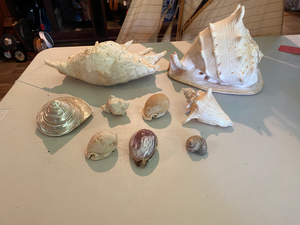 lot 82 image: Collection of 9 Large Seashells
