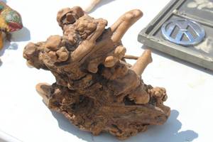 Petrified Tree Root Piece of Art