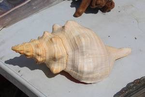 13 Sea Shell