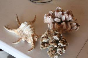 Lot of (1 Box) Sea Shells