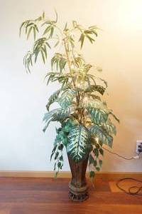 lot 5 image: accent tree