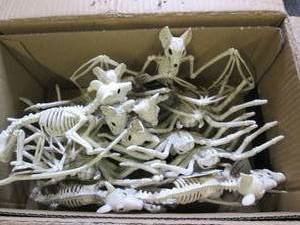 box of new halloween skeletons ...