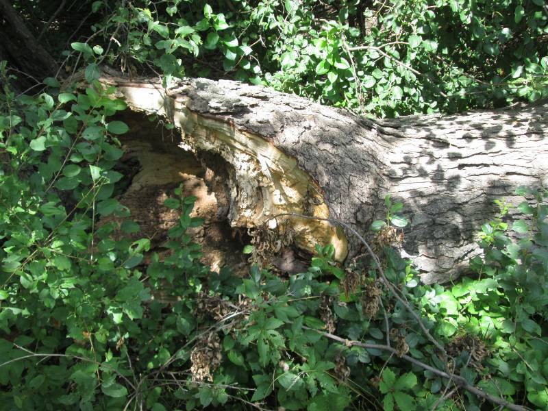 Large fallen Maple tree, bring your...