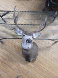 8 Point (4X4) Mule Deer Bust