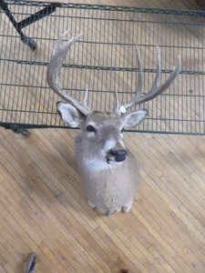 10 Point (5X5) Whitetail Deer Bust