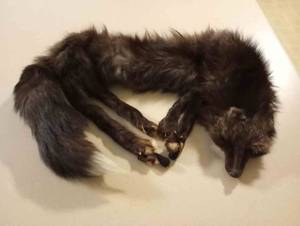 lot 358 image: Silver Fox Fur Stohl