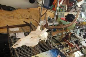 lot 582 image: 36 European Mount Deer Skull w Antlers