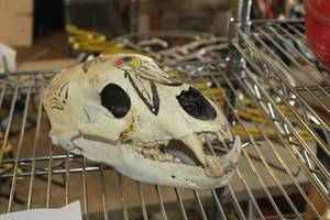 lot 593 image: Painted Cat Skull