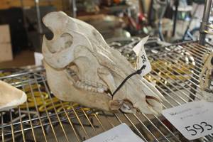 lot 594 image: Cow Skull