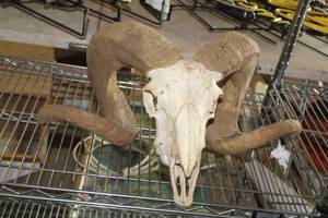 lot 592 image: Ram Skull