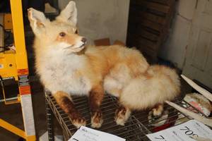 lot 708 image: Taxidermy Artic White Fox