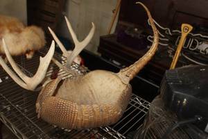lot 709 image: Taxidermy Armadillo