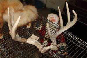 lot 710 image: Antlered Whitetail Deer Rack