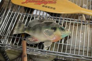 lot 344 image: Grain Belt Beer Fish Home Decor