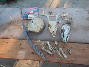 Skulls, Turtle Shells & Bones