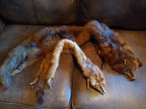 lot 322 image: Fur Stoles