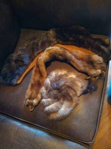 lot 431 image: Small Fur Hat & Collar