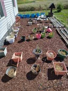 lot 543 image: Pots, Mulch, Tomato Cages